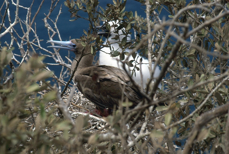 731_Bruine gent, Isla de la Plata.jpg